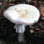 Agaricus silvicola - Fungi Species | sokos jishebi | სოკოს ჯიშები